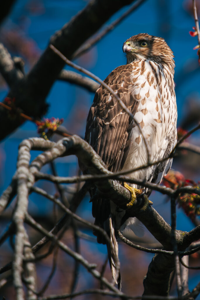 A Red Tail Hawk.